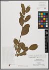 Foto von Salix aegyptiaca L.